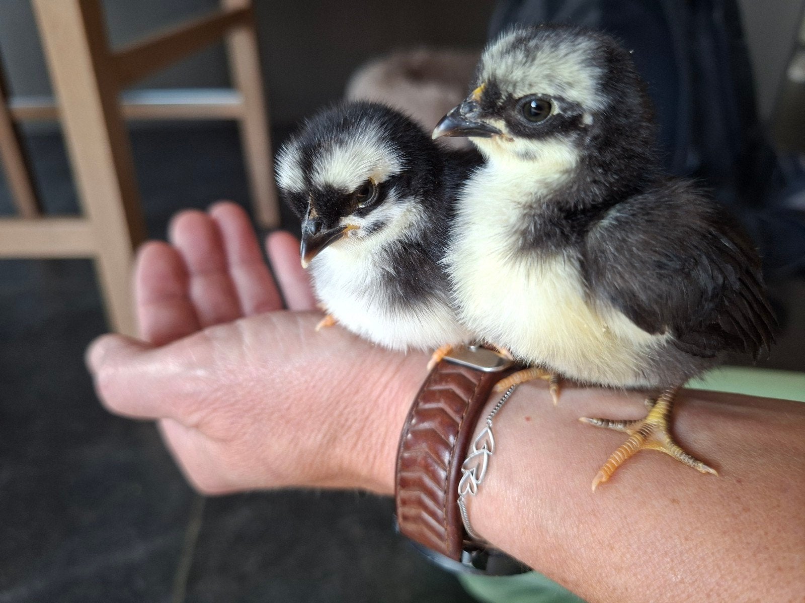 2 serama kuikens, Animaux & Accessoires, Volatiles