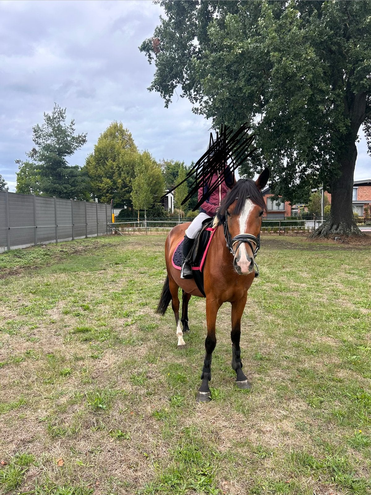 Lieve aanhankelijke C-pony merrie., Jument, Vermifugé