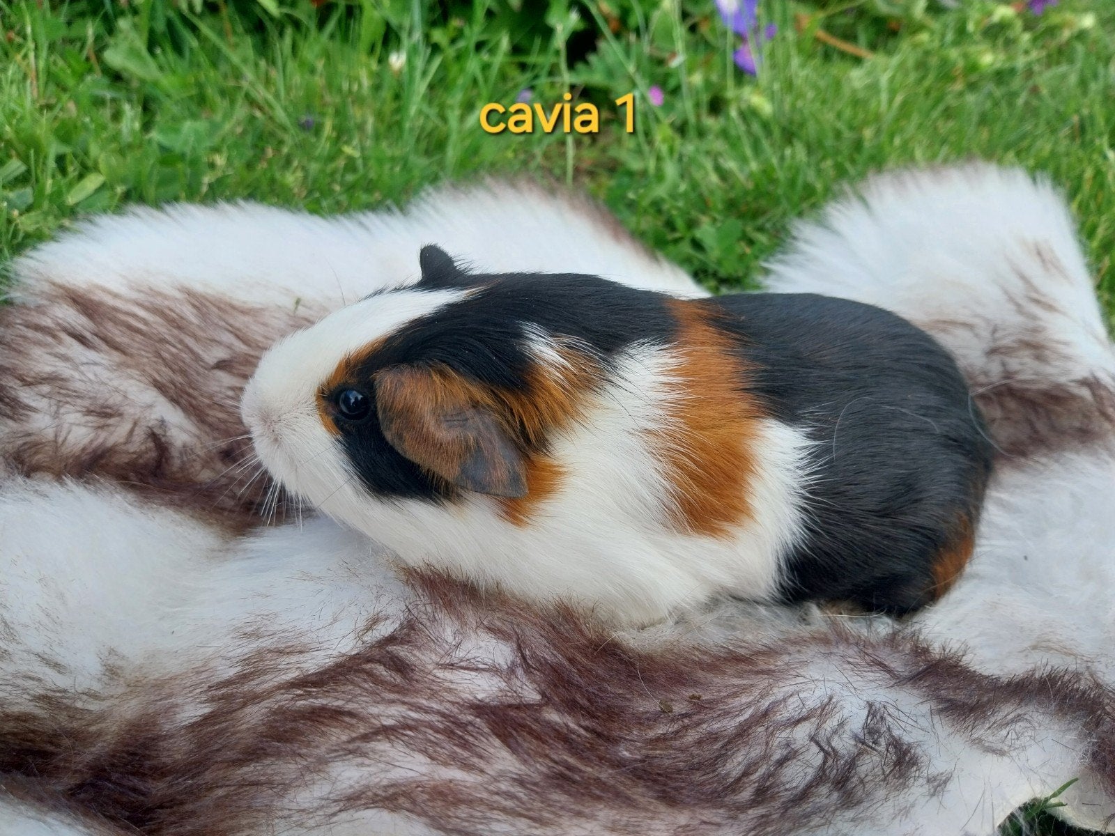Jonge cavia meisjes, Dieren en Toebehoren, Knaagdieren, Mei, Vrouwelijk, Cavia