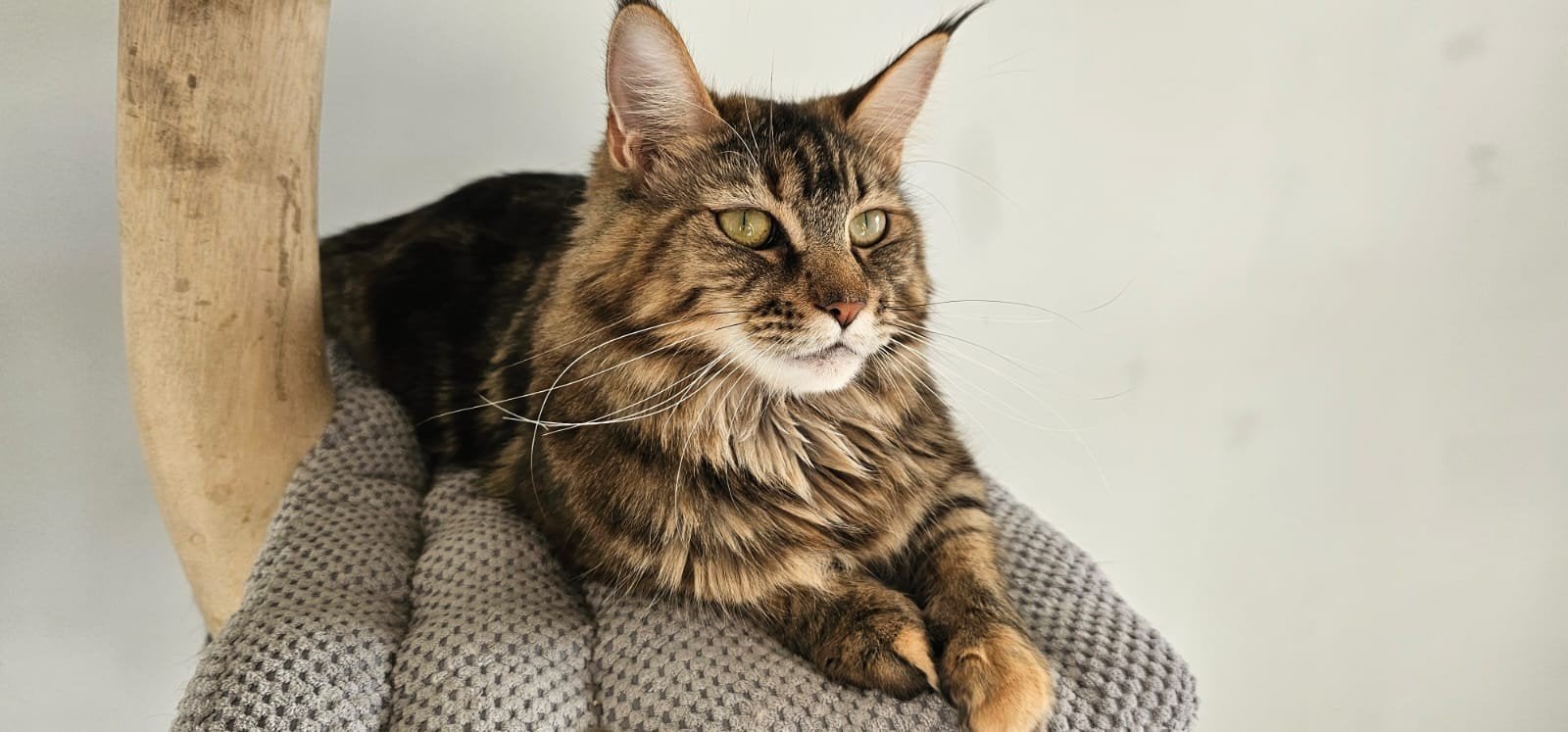 Prachtige maine coon poes met stamboom Ru lijn, Poes, Met stamboom, 3 tot 5 jaar