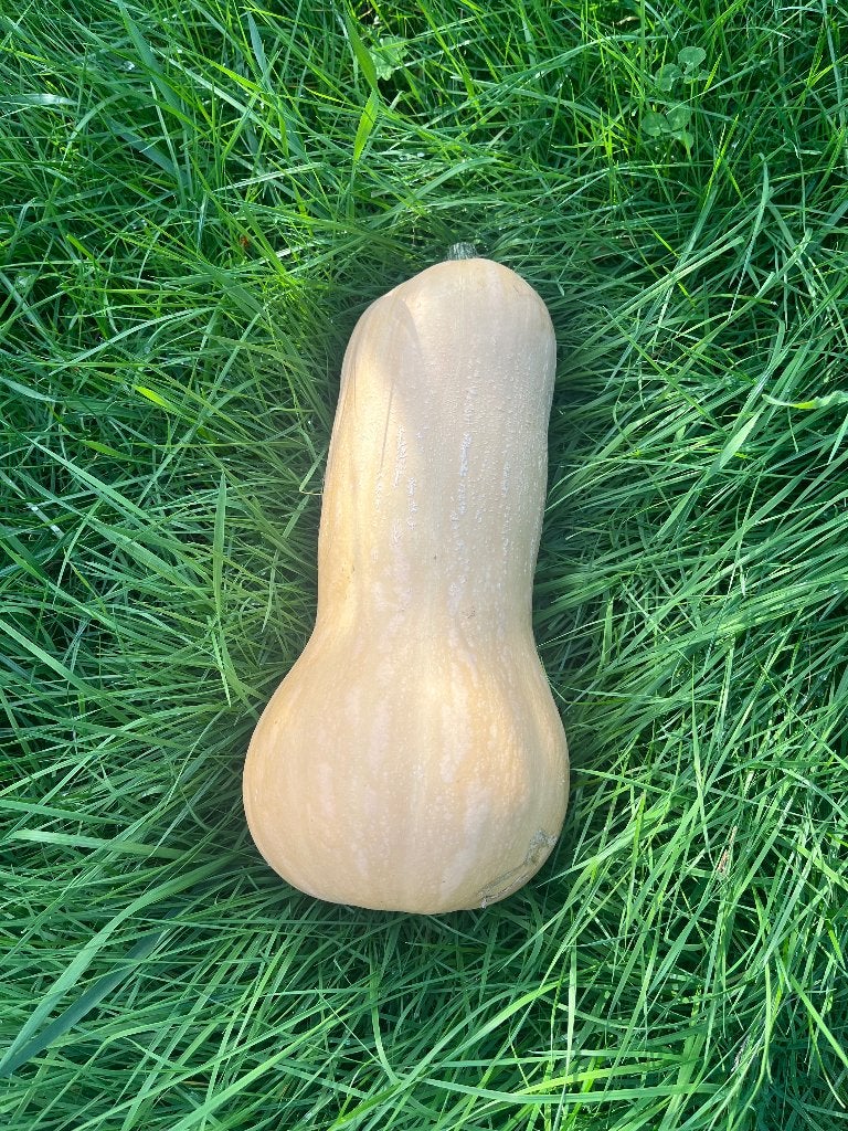Butternut (flespompoen), Diversen, Ophalen
