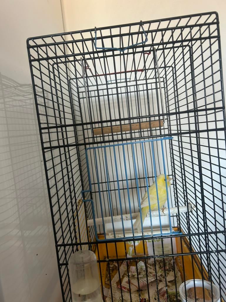 Kanarie s met kooien