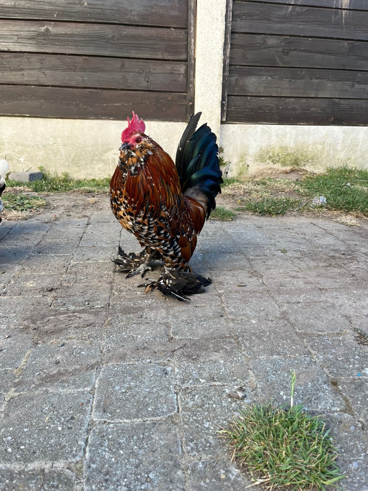 Koppel Ukkelse baardkriel duizendkleur