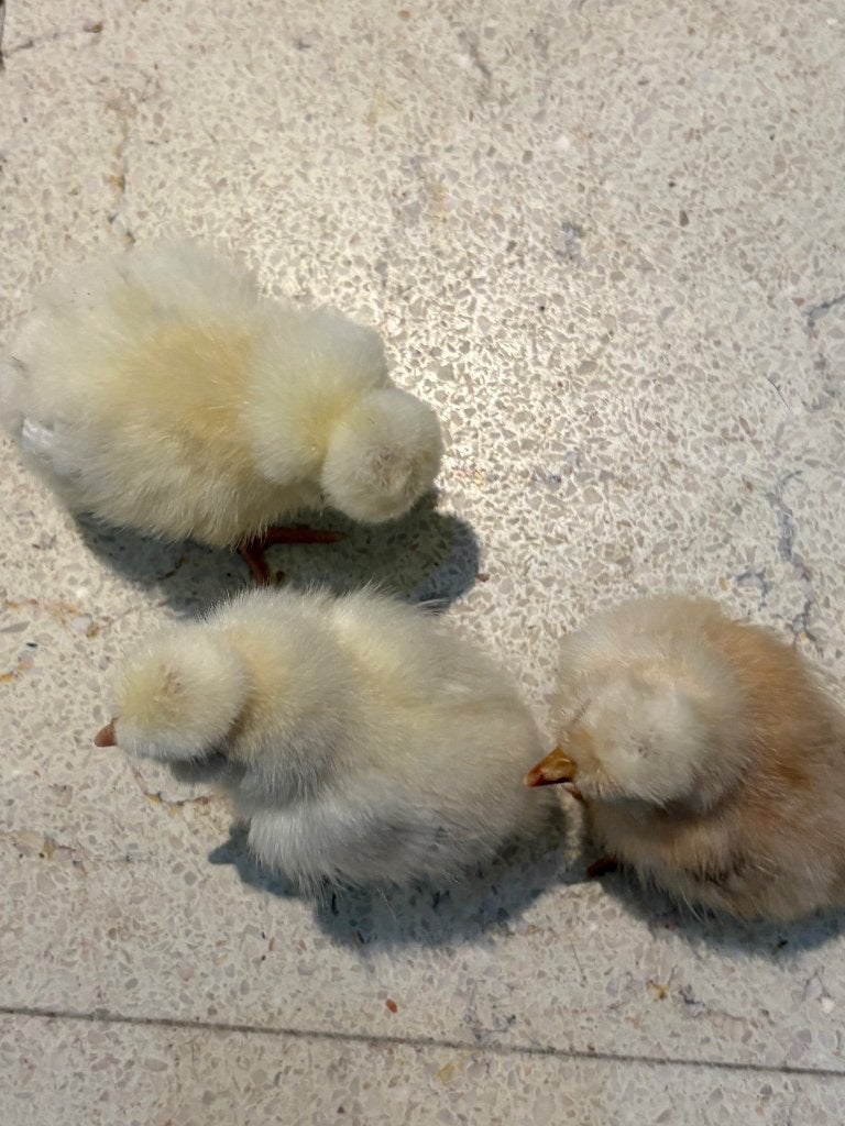 Padua hennen, Dieren en Toebehoren, Vrouwelijk, Kip