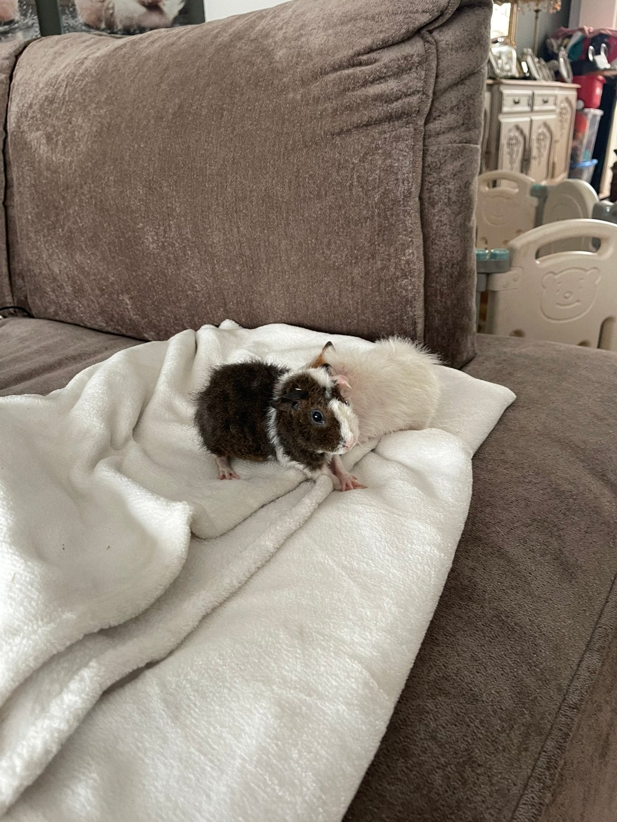 2 jonge teddy cavia’s ( beertjes), Dieren en Toebehoren, Ophalen, Nieuw