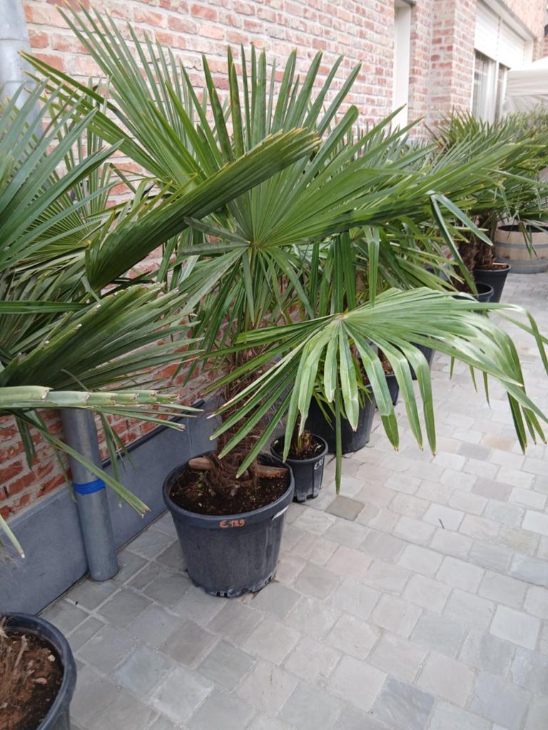 ‼️palmbomen trachycarpus fortunei aan stuntprijzen ‼️, Tuin en Terras, Ophalen