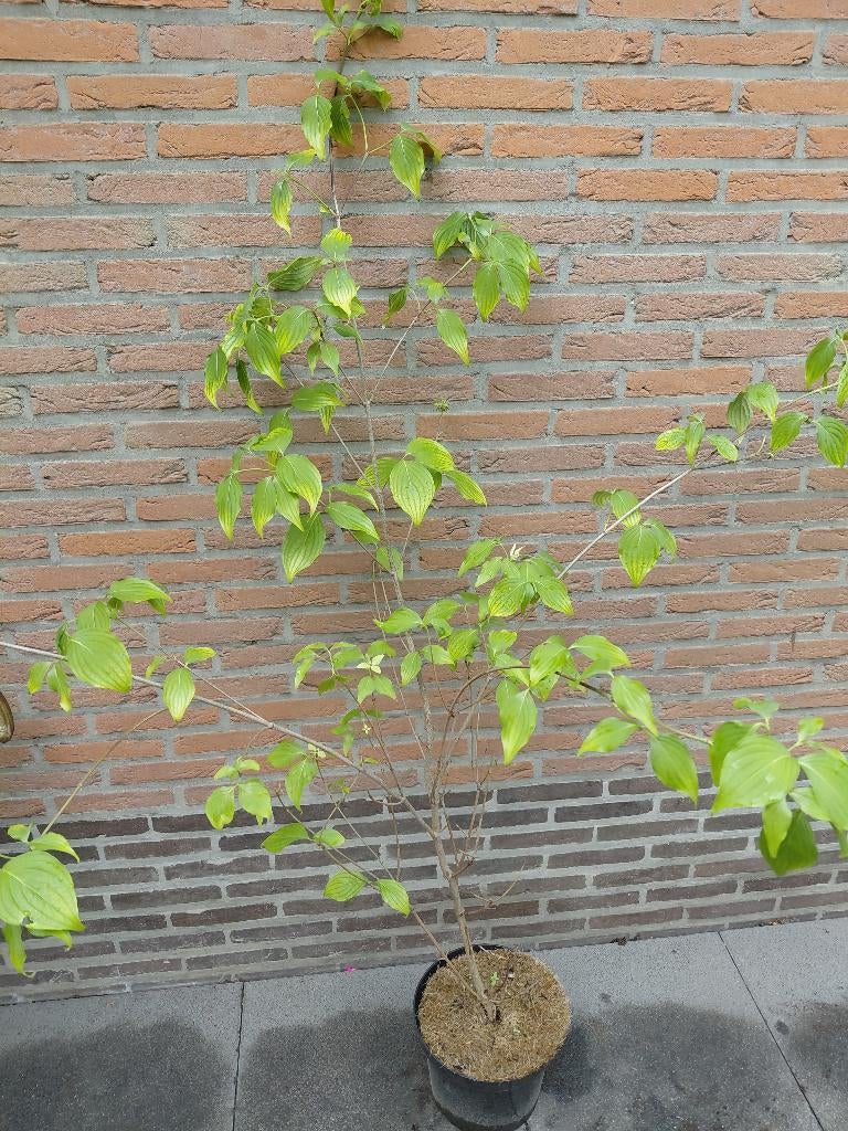 Cornus Kousa Milky Way, Ophalen, Halfschaduw