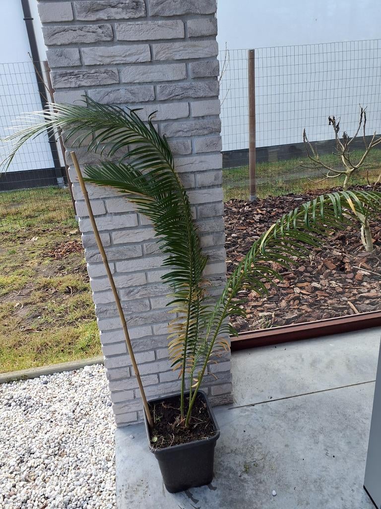 Cycas revoluta palm, Ophalen