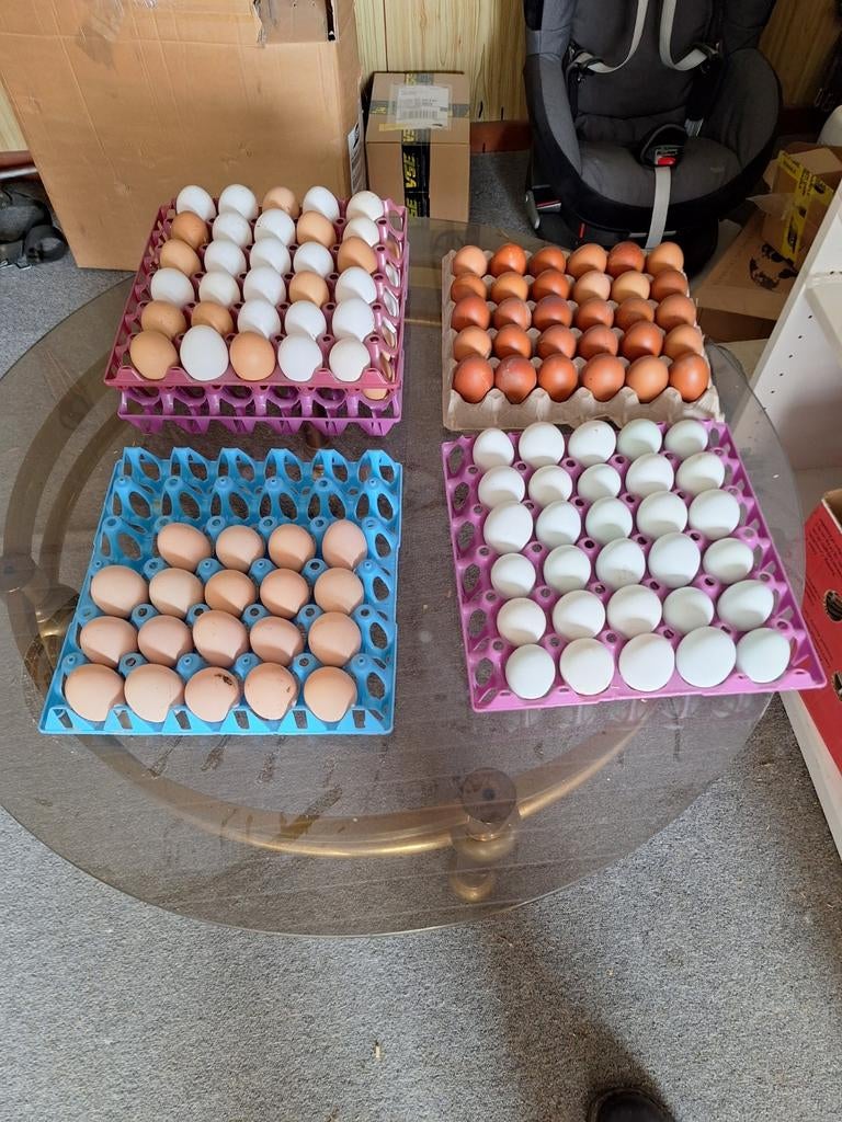Cream Legbar pour œufs à éclore. Australorp. Tête bleue noir