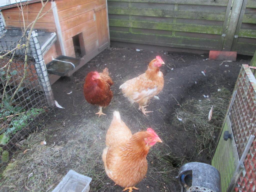 poules pondeuses, Animaux & Accessoires, Enlèvement, Comme neuf