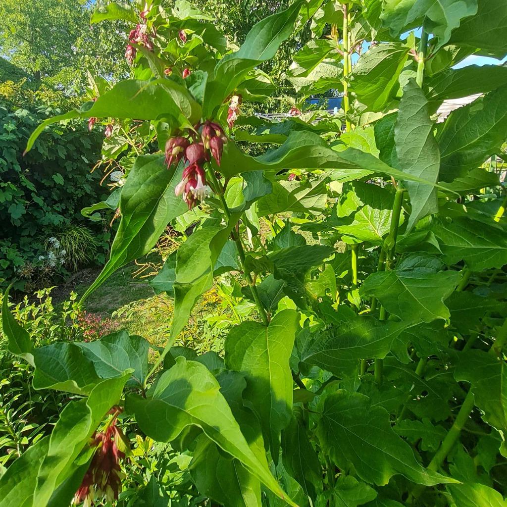Fazantbes, Volle zon, Vaste plant, Zomer, Ophalen
