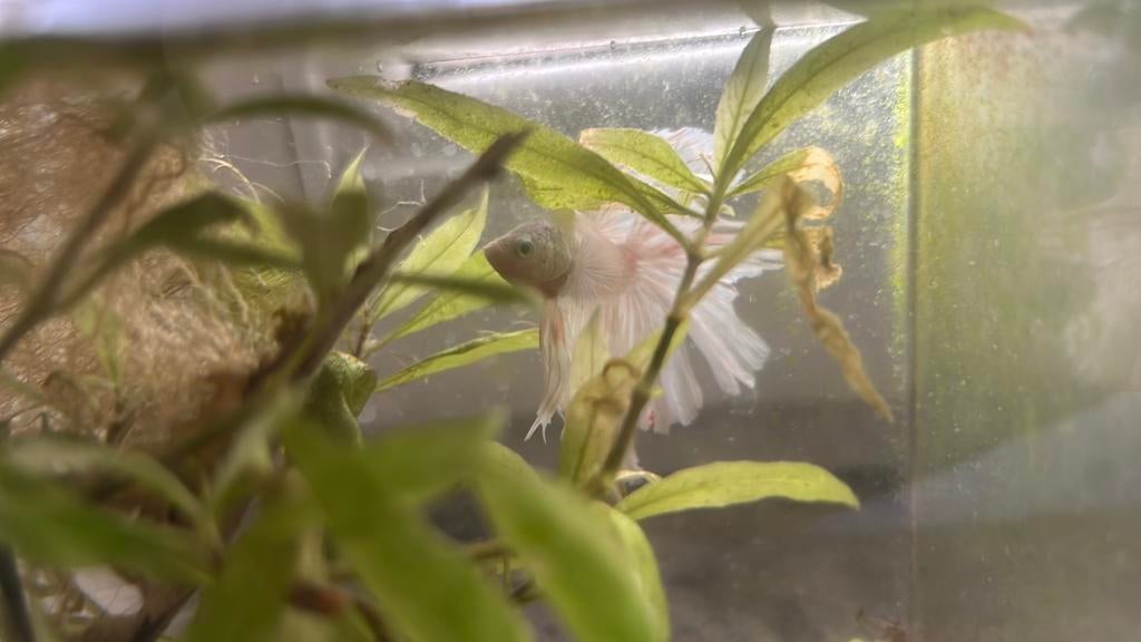 betta man fullmoon licht pink, Poisson, Poisson d'eau douce