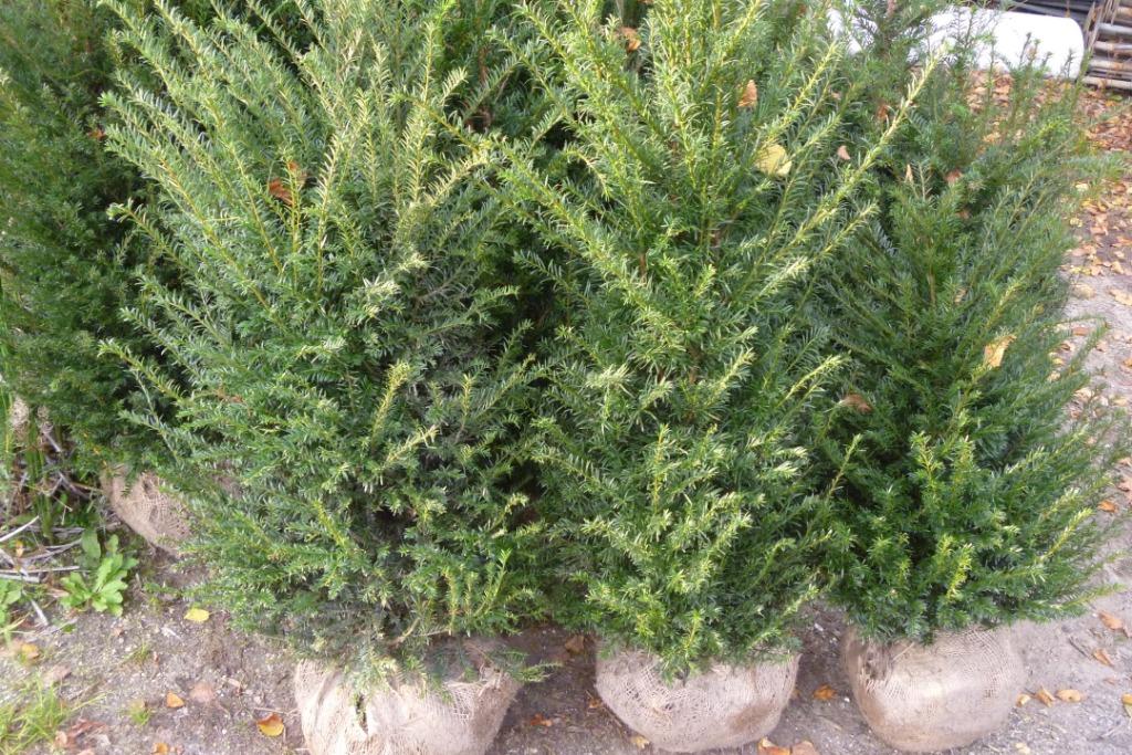 taxus baccata kluit, Tuin en Terras, Planten | Struiken en Hagen, Ophalen, Taxus