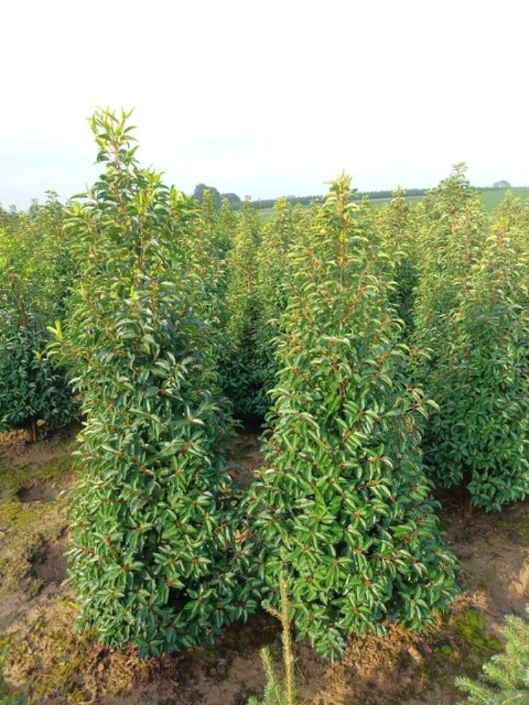 Coniferen en groenblijvende hagen, Tuin en Terras, Ophalen, Conifeer, Haag, 100 tot 250 cm