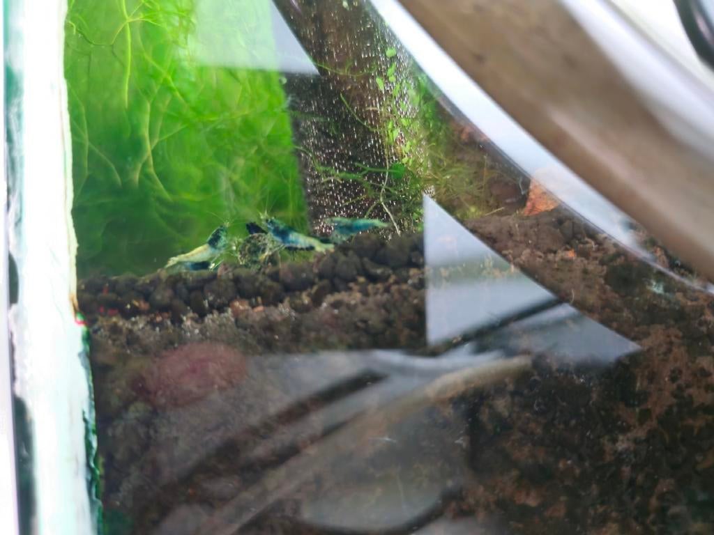 Creazy blue shrimp clear tails, Kreeft, Krab of Garnaal, Zoetwatervis