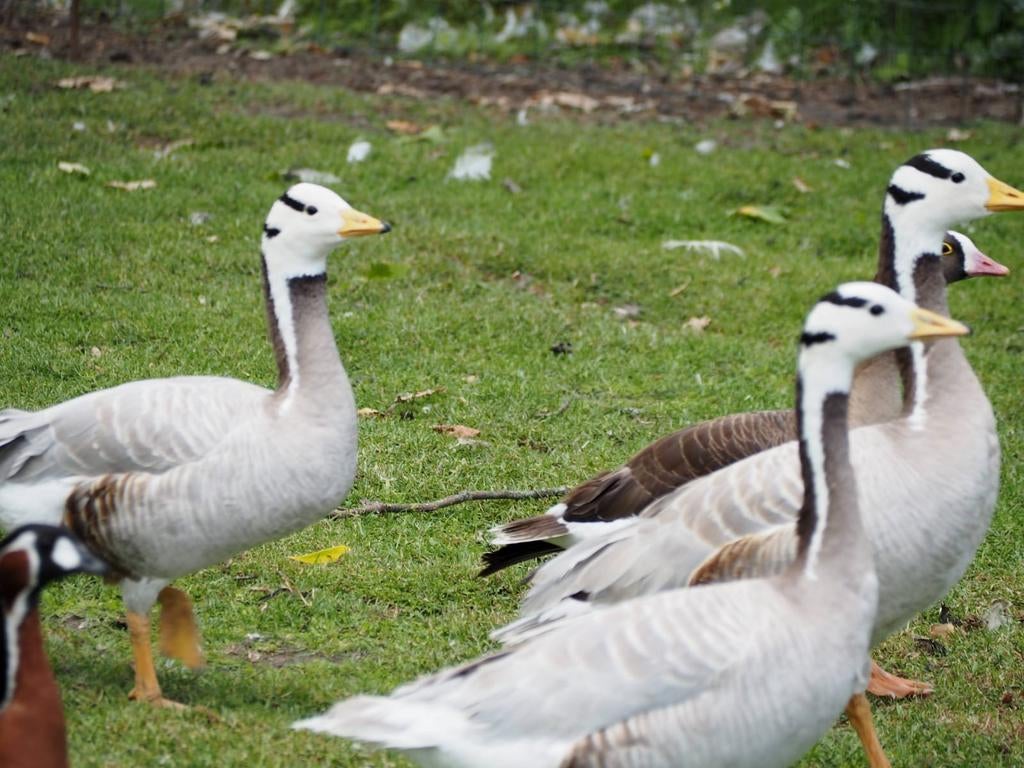 Ganzen Streepkopganzen 1 vrouwke, Meerdere dieren, Gans of Zwaan