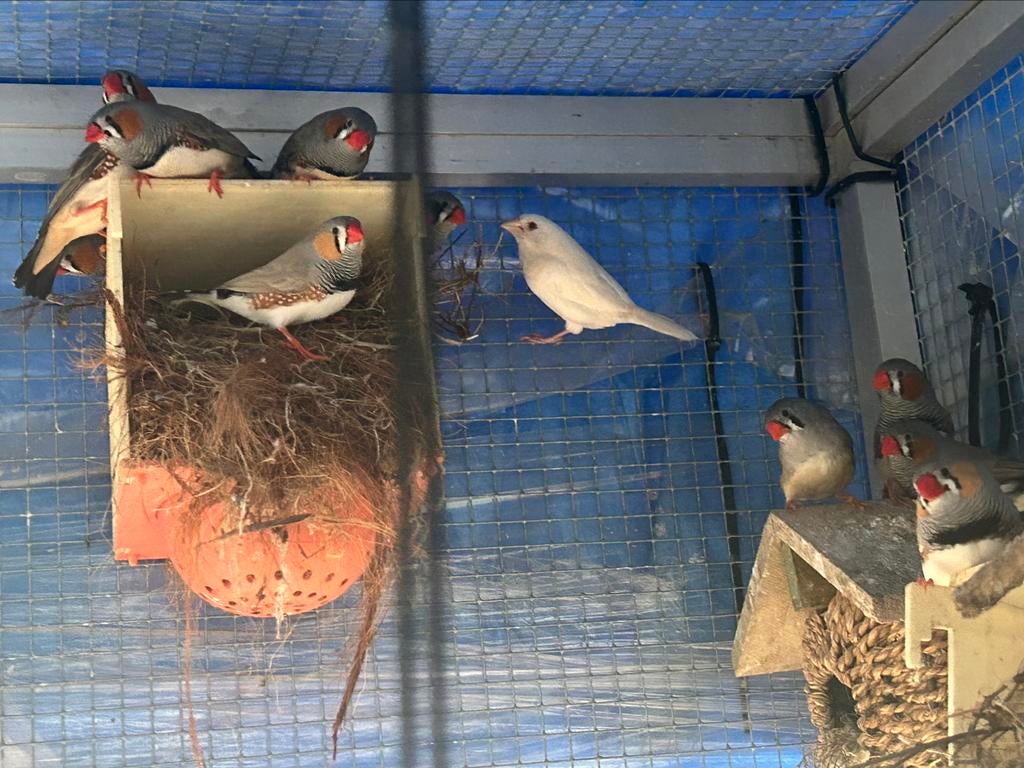 Mandarin à vendre, Animaux & Accessoires, Plusieurs animaux