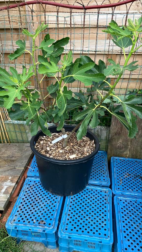 Figuier Ficus Carica, Enlèvement