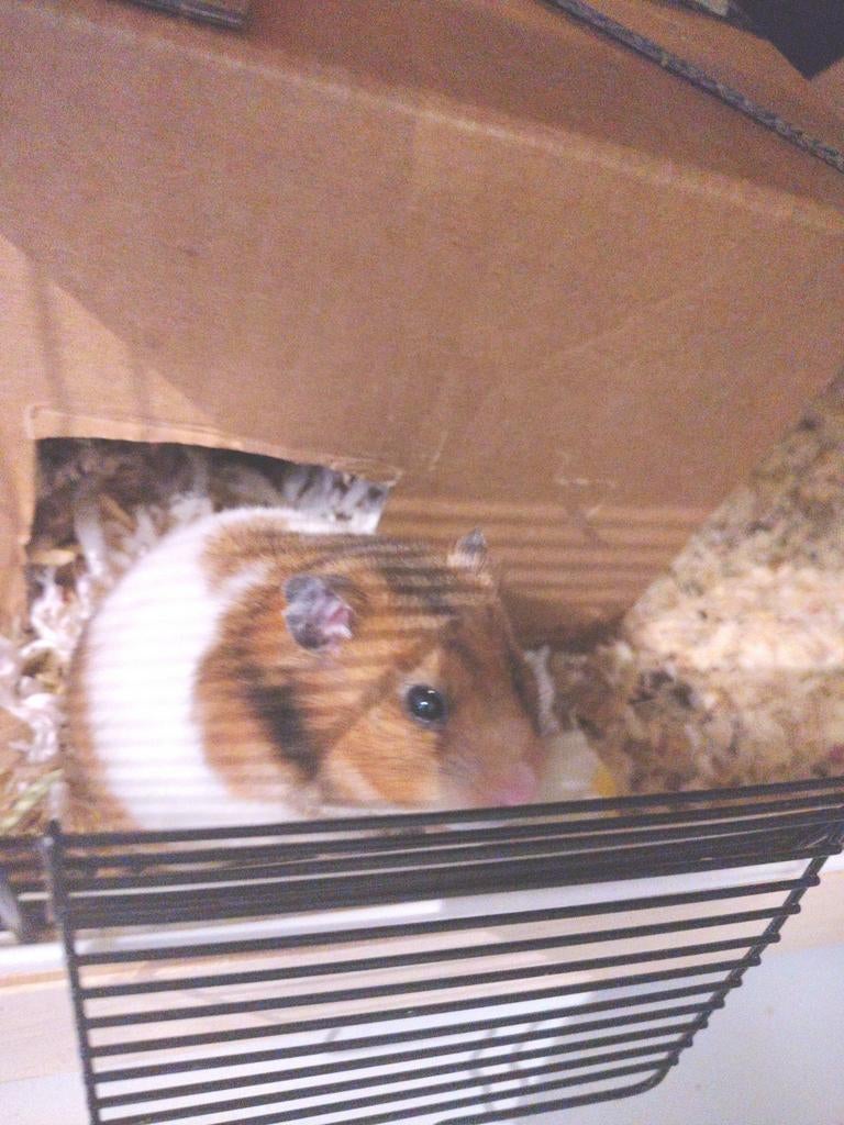 Lieve goudhamstertjes te koop., Octobre, Plusieurs animaux, Hamster