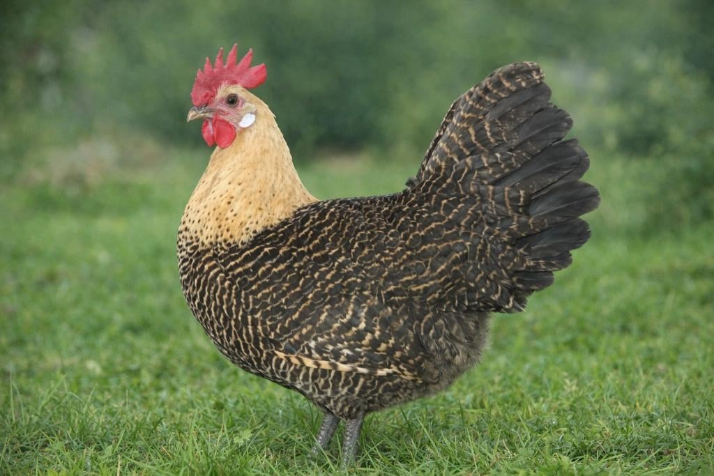 Citroenbrakel kippen jonge hennen beschikbaar, Dieren en Toebehoren, Pluimvee, Vrouwelijk, Kip