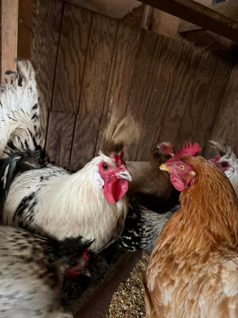 Appzeller spitskuif hanen te koop, Dieren en Toebehoren
