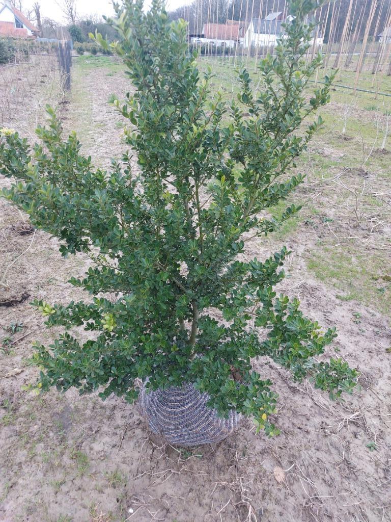 Ilex crenata Green Hedge of Caroline Upright, Tuin en Terras, Ophalen, Overige soorten, Haag, Minder dan 100 cm