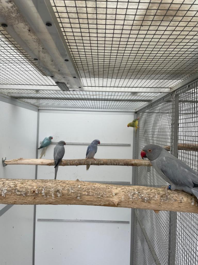 Opaline bont halsbandparkiet / halsband parkiet kweekrijp, Femelle, Perruche, Bagué