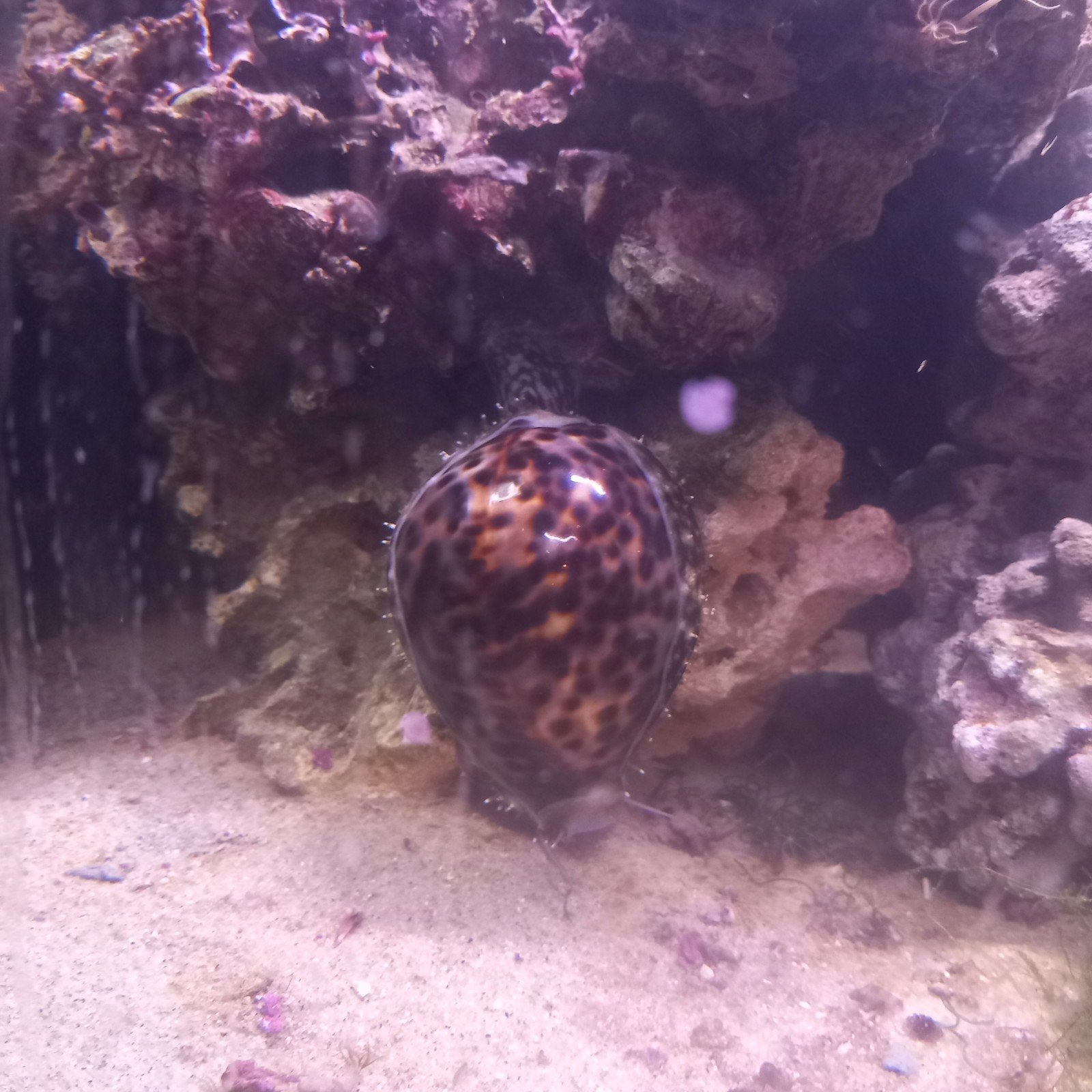 Cauri tigré (Cypraea tigris), Animaux & Accessoires, Escargot ou Mollusque, Poisson de mer