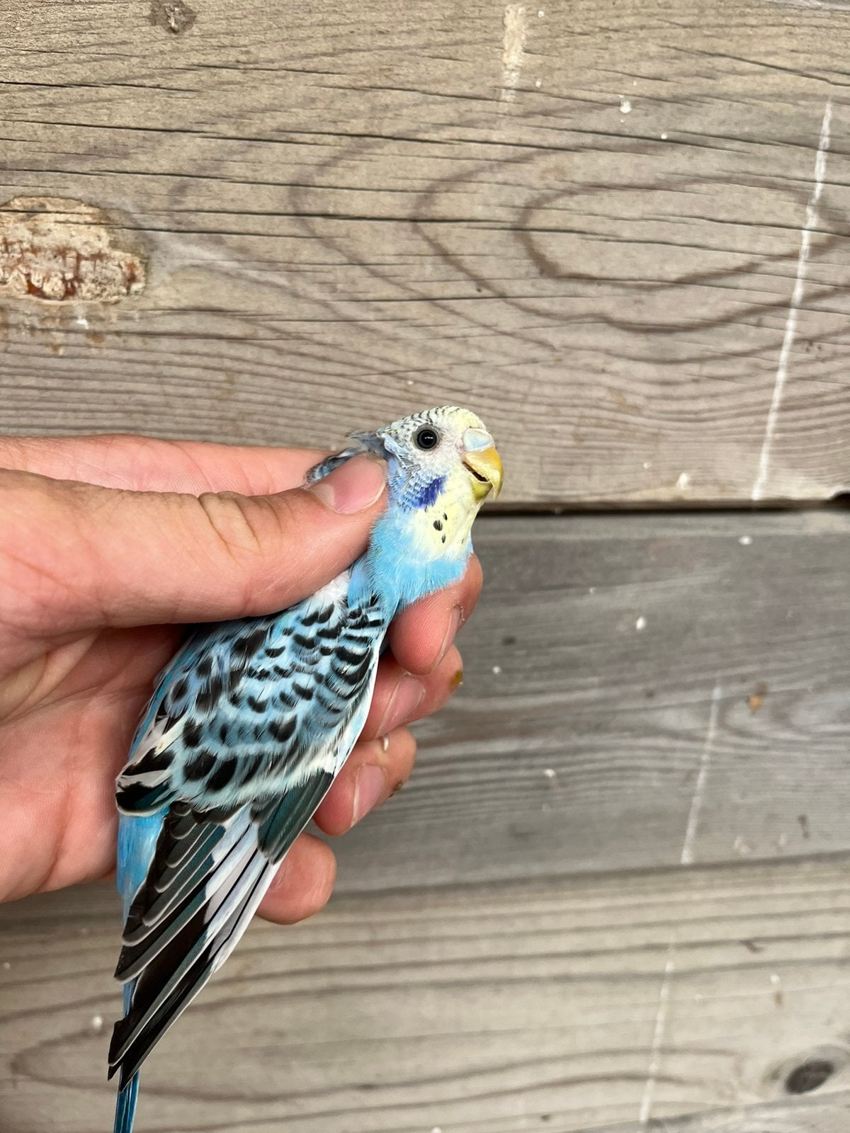 Jonge grasparkiet, Dieren en Toebehoren, Vogels | Parkieten en Papegaaien