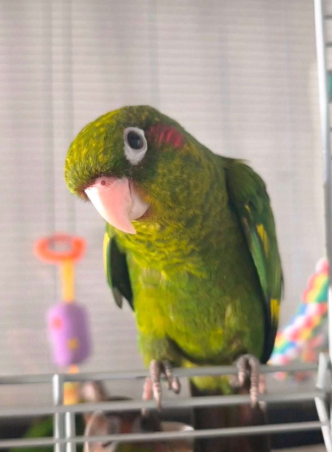 Conure de Hoffmann (rare) EAM Tam, Mâle