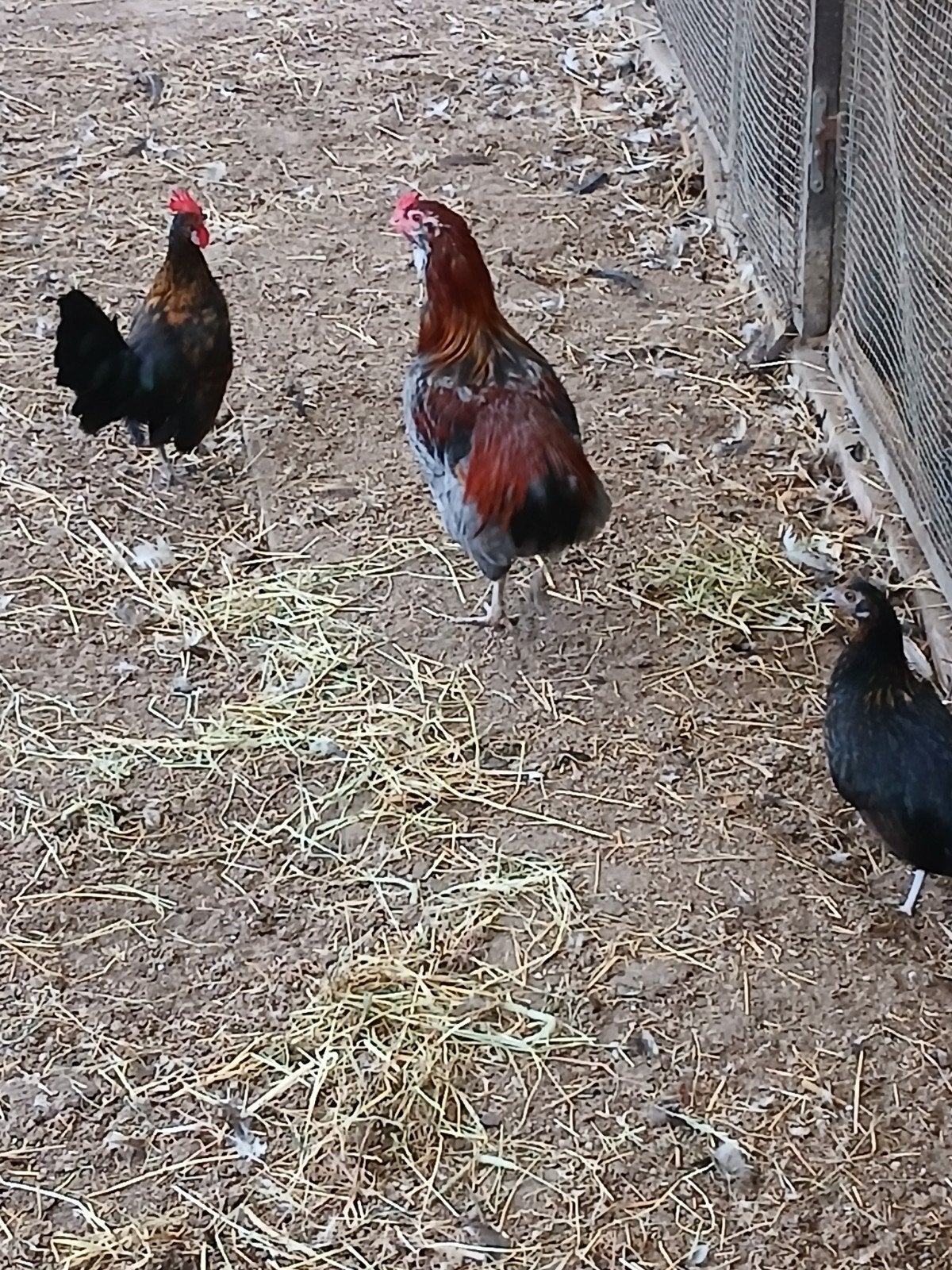 Hennen en hanen geboren in mei, Dieren en Toebehoren, Meerdere dieren, Kip