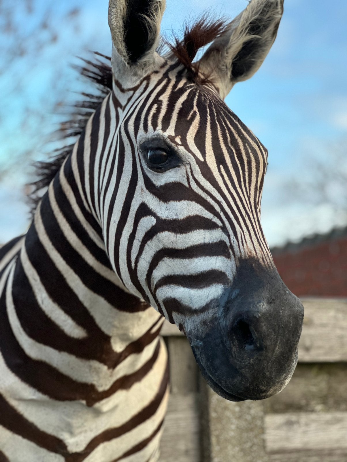 Zebra opgezette kop groot en prachtig taxidermie, Enlèvement