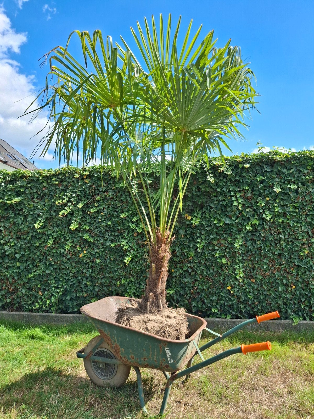 wintervaste palmboom Trachycarpus fortunei, Ophalen, Palmboom