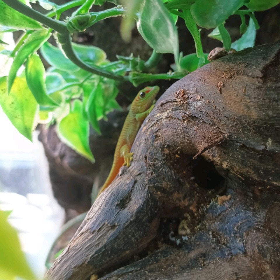 Phelsuma grandis / Madagascar gecko nakweek, Dieren en Toebehoren