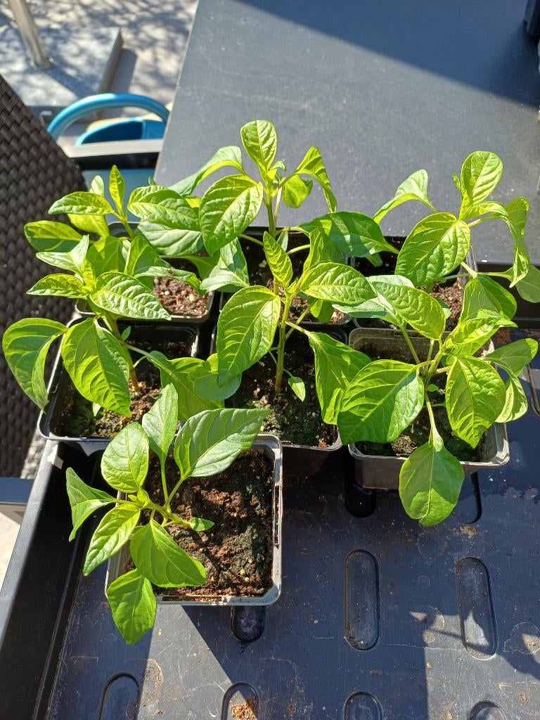 Peper Zaailingen GHOST PEPER / BHUT JOLOKIA, Tuin en Terras, Ophalen, Groenteplanten, Volle zon