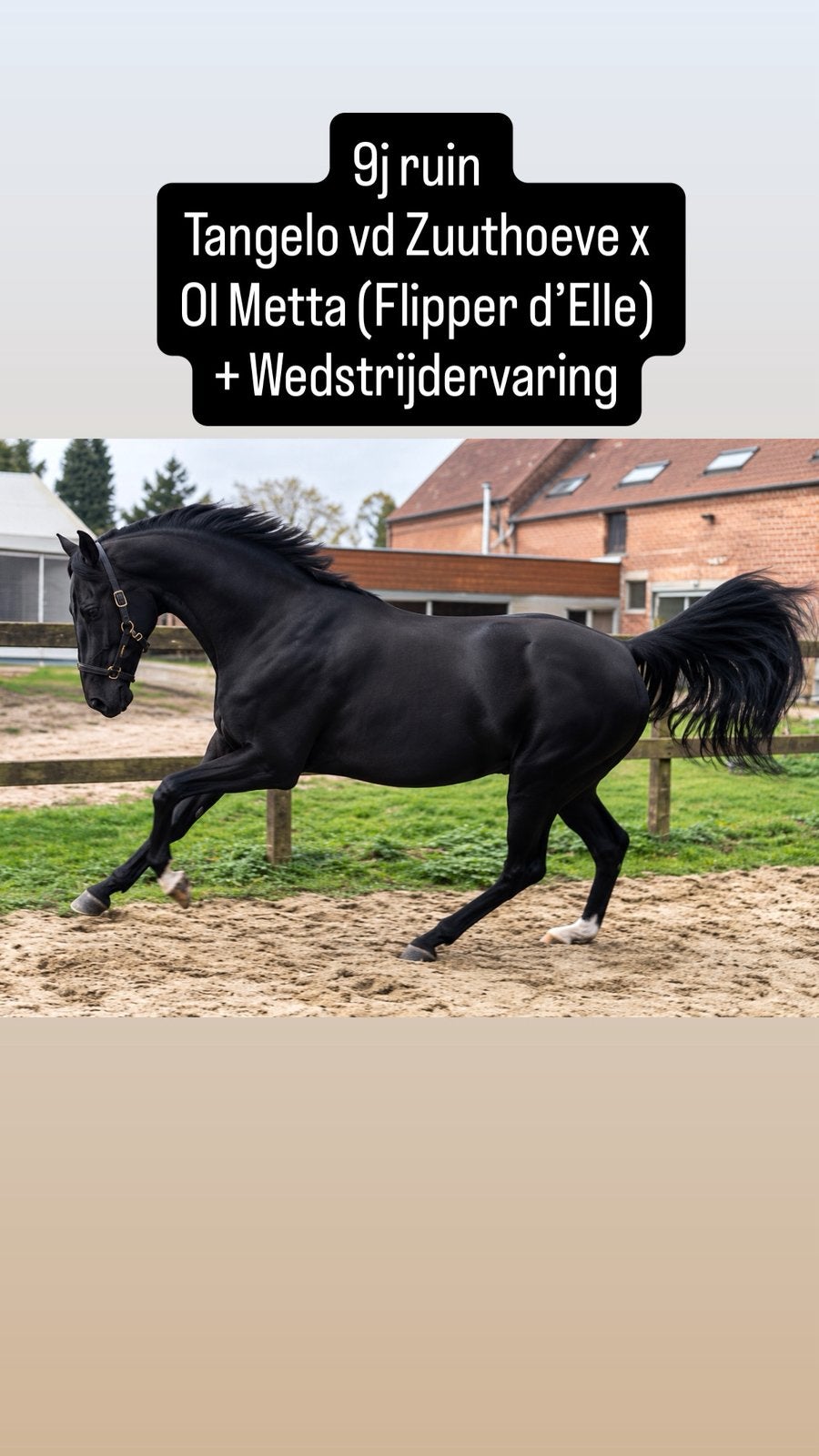 Super brave 9j ruin (Tangelo vd Zuuthoeve), Dieren en Toebehoren, Ruin, Zadelmak