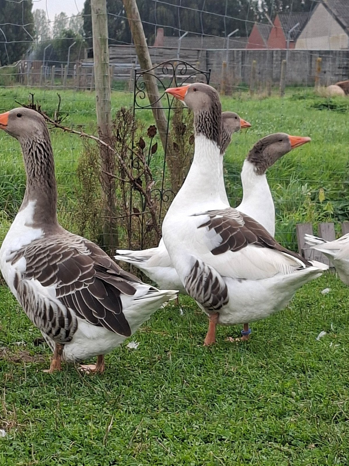 Ganzen (Landganzen), Dieren en Toebehoren
