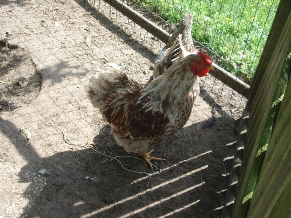wyandotte trio (gezoomd), Meerdere dieren, Kip