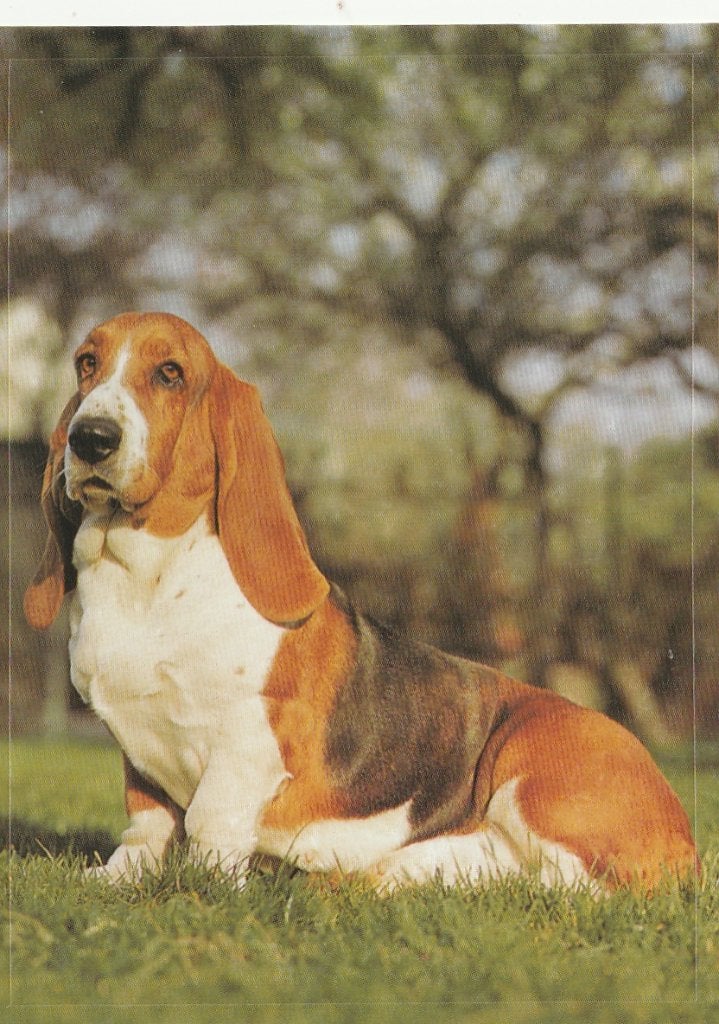 CHROMO  BASSET, Verzamelen, Verzenden, Nieuw, Dier, Prent