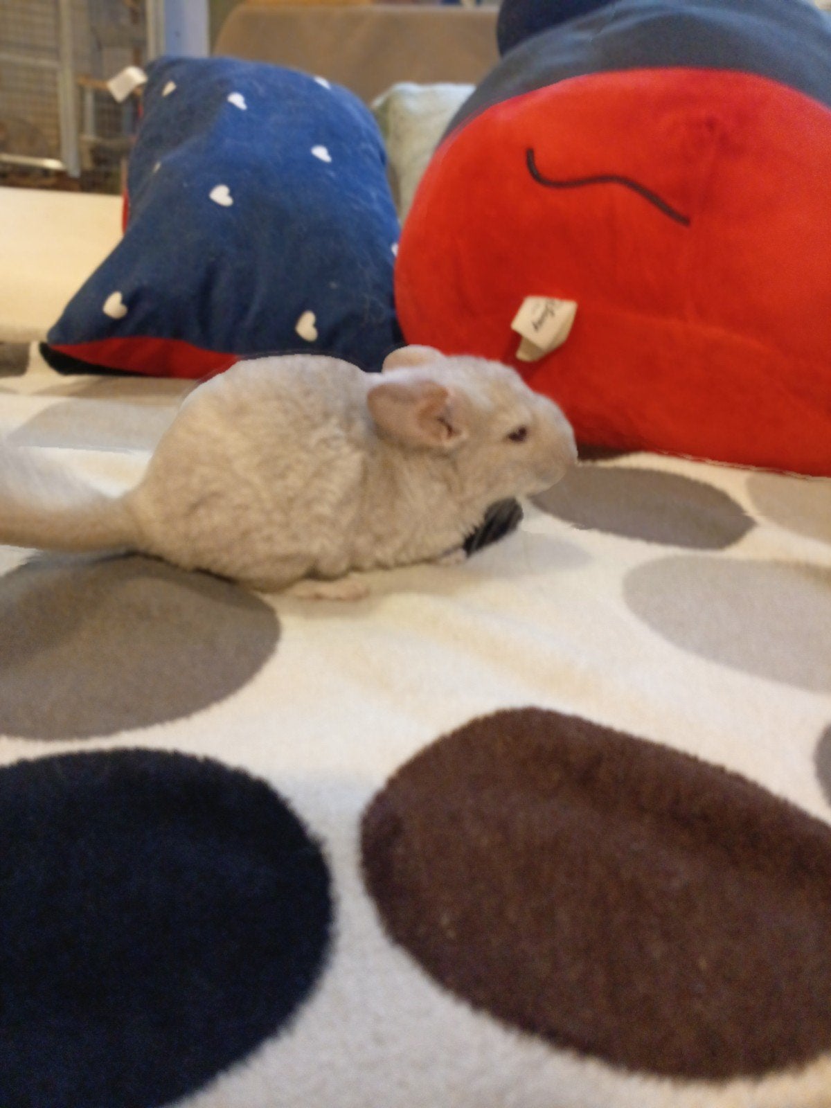 chinchilla vrouwtje, Juillet, Chinchilla, Domestique