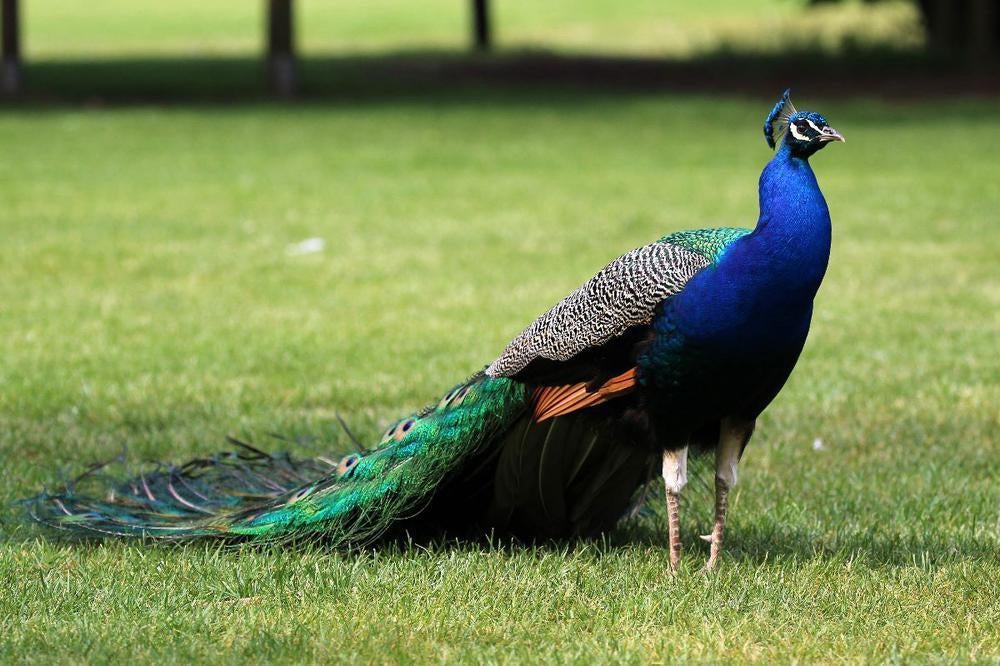 Gezocht blauwe pauw broedeieren, Dieren en Toebehoren, Overige soorten