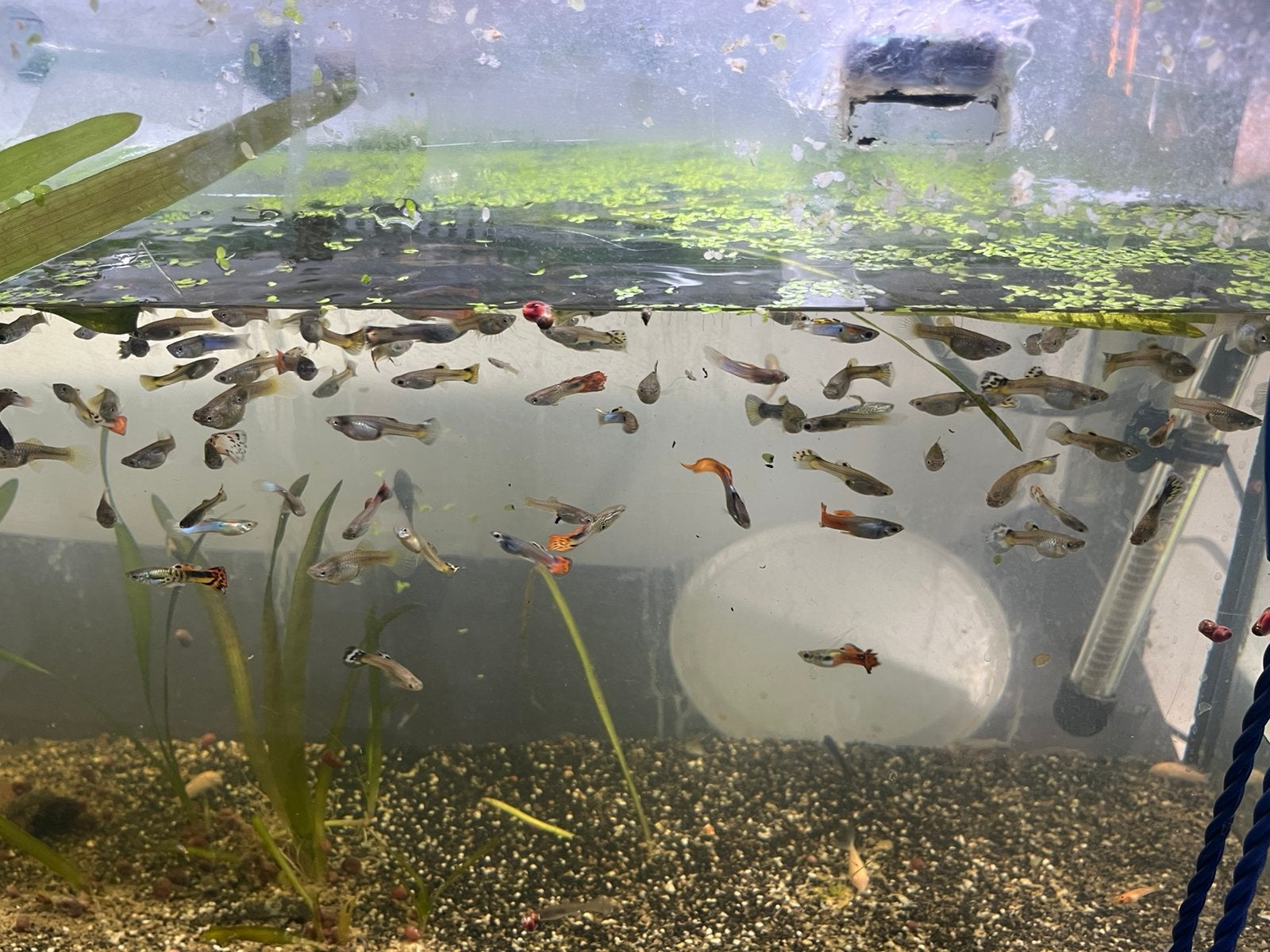 Poissons tropicaux, Animaux & Accessoires, Poisson d'eau douce