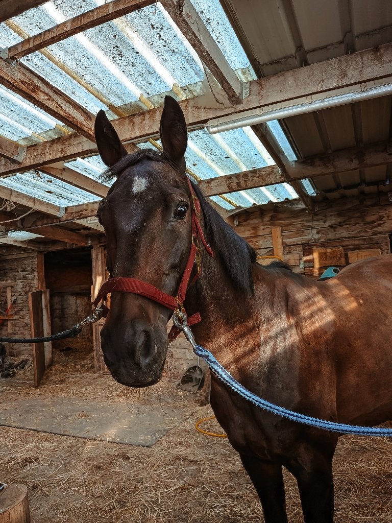 hulp gezocht voor 2 paarden en 1 pony, Met stamboom, Ruin, Niet van toepassing, 11 jaar of ouder