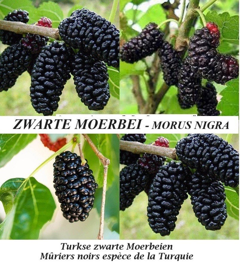 ZWARTE TURKSE MOERBEI-PLANTEN, 50/70 cm, IN POT ! = 10€/stuk, Tuin en Terras, Volle zon, Vaste plant, Ophalen of Verzenden, Fruitplanten