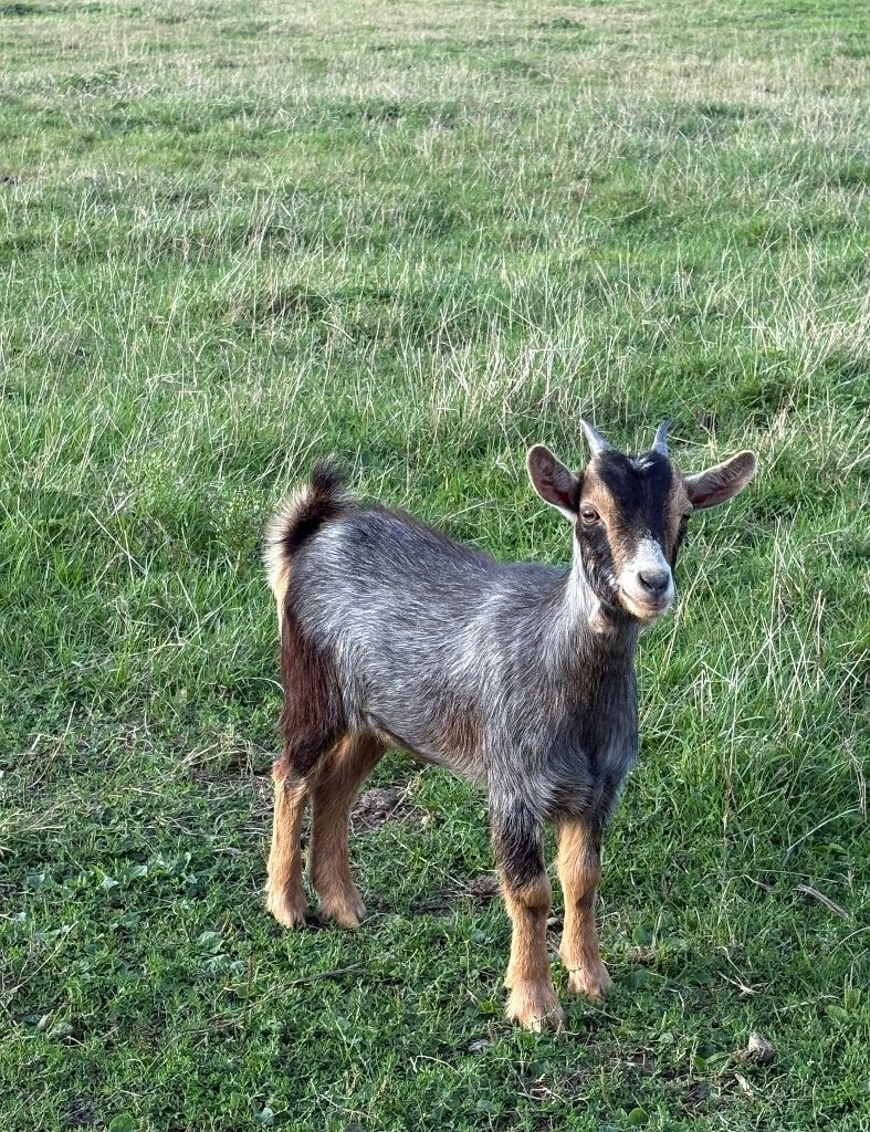 1 chèvre naine (femelle), Femelle, Chèvre, 0 à 2 ans