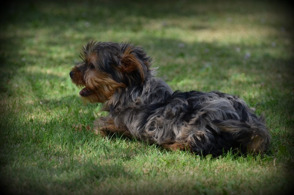 Yorkshire Terrier pups - teefjes, Dieren en Toebehoren, Honden | Jack Russells en Terriërs, Teef, Yorkshire Terriër, Fokker | Professioneel