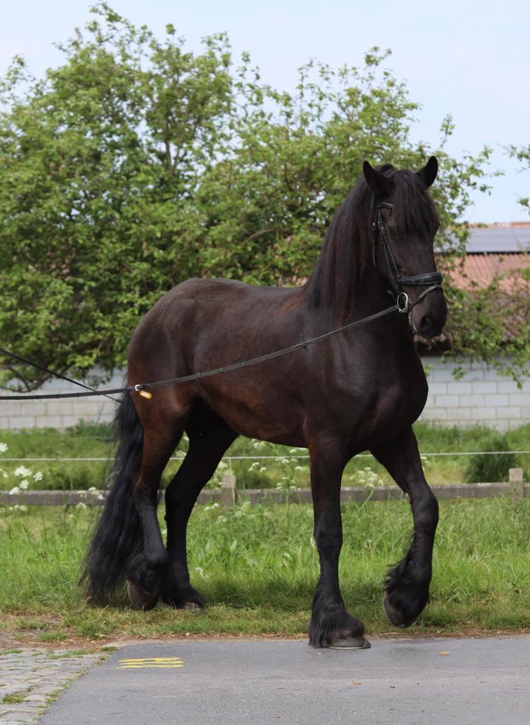 Knappe friese merrie, Dieren en Toebehoren, Merrie