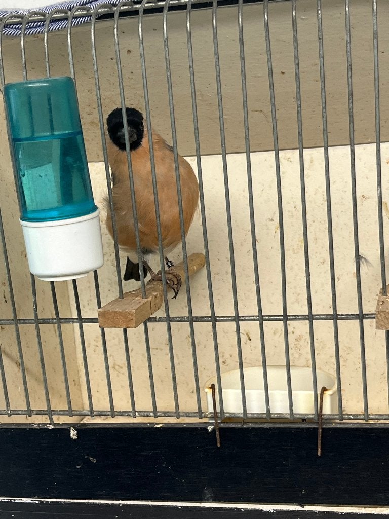 Noorse Goudvink, Mâle, Oiseau chanteur sauvage, Bagué