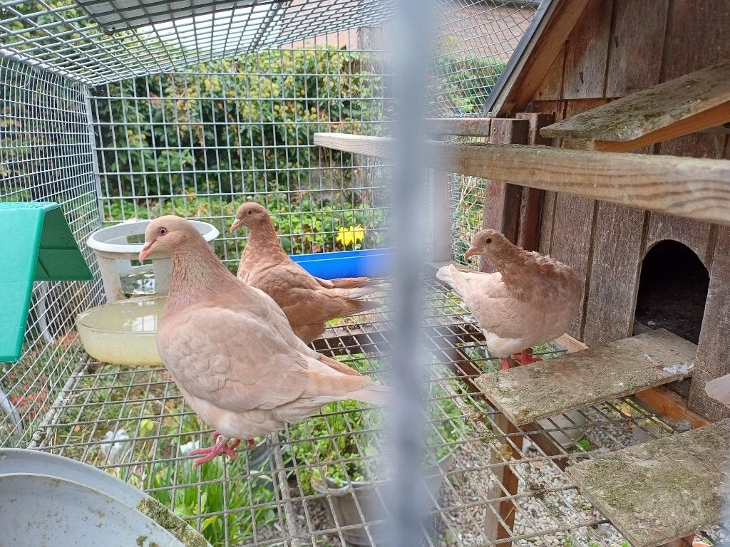 pigeon texan rouge recessif à réserver, Animaux & Accessoires, Plusieurs animaux, Autres espèces