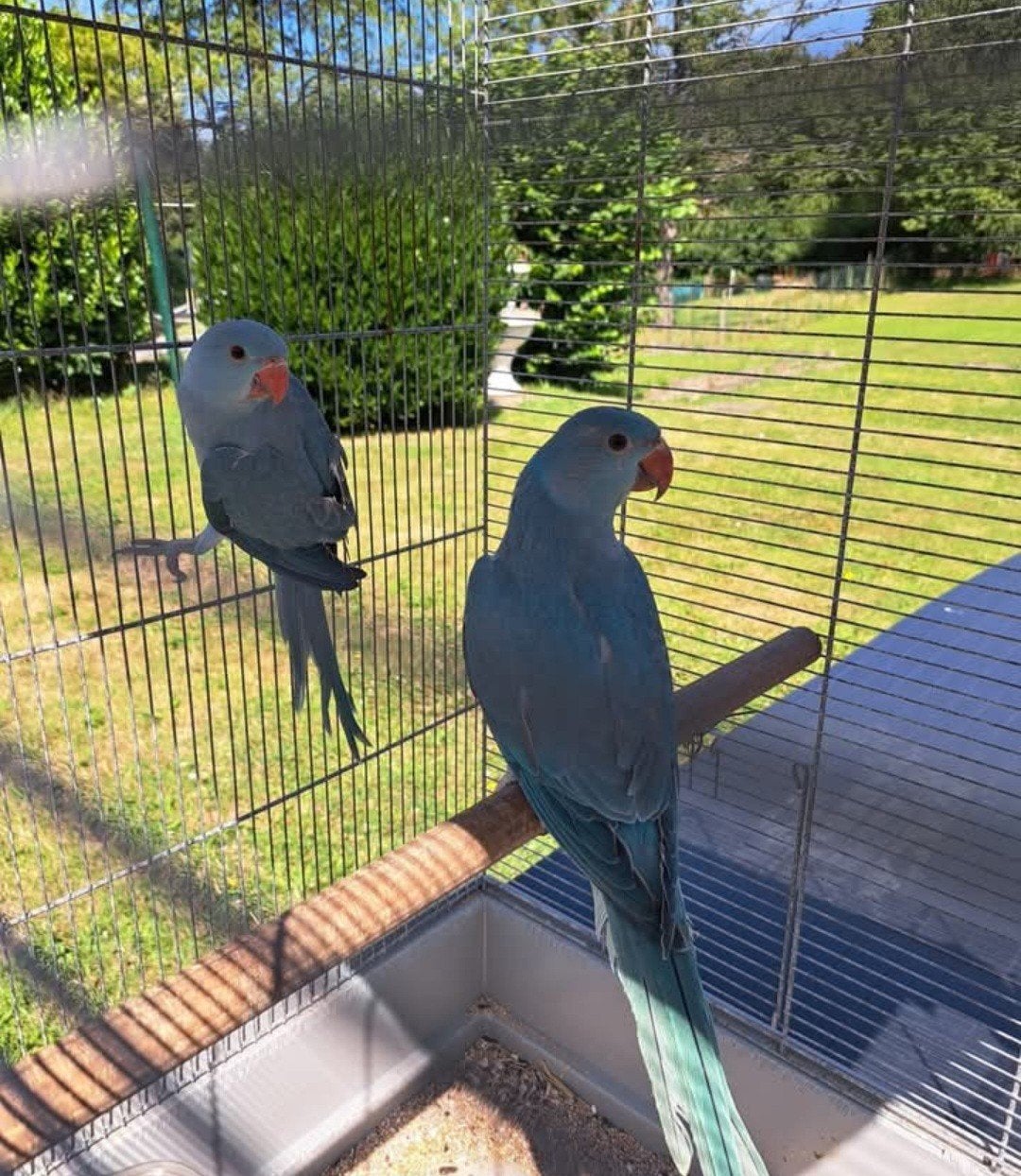 Perruche a collier, Animaux & Accessoires, Oiseaux | Perruches & Perroquets